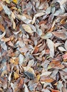 Autumn leaves again fall Royalty Free Stock Photo