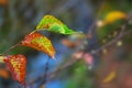 Autumn leaves against background of mountain river.