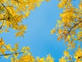 Autumn leaves against blue sky Royalty Free Stock Photo