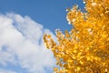 Autumn leaves against the blue sky Royalty Free Stock Photo