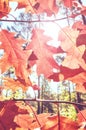 Autumn leaves against the sun Royalty Free Stock Photo