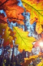 Autumn leaves against the sun. Royalty Free Stock Photo