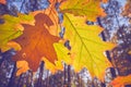 Autumn leaves against the sun. Royalty Free Stock Photo