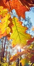 Autumn leaves against the sun. Royalty Free Stock Photo