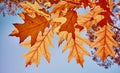 Autumn leaves against the sun. Royalty Free Stock Photo