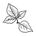 Autumn leaves: alder, Linden. Hand-drawn doodle illustration for adult coloring books.