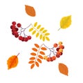 Autumn leaves of alder and rowan, autumn bright rowan berries, postcard, card, vector illustration