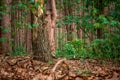 Autumn leaves along the forest floor in Provin Trails in Grand Rapids Michigan