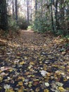 Autumn leaves along a wooded hiking trail Royalty Free Stock Photo