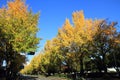 Autumn leaves along Yamashita park avenue Royalty Free Stock Photo