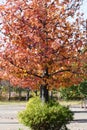 Autumn leaves of American sweetgum.