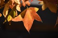 Autumn leaves of American sweetgum.