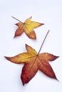 Autumn leaves of American Sweetgum Liquidambar styraciflua on