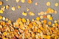 Autumn leaves as a backdrop. Yellow leaves from autumn trees. The autumnal season.