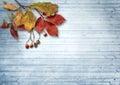 Autumn leaves and ashberry over wooden background with copy spac Royalty Free Stock Photo