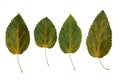 Autumn leaves of aspen closeup. Isolated over white background Royalty Free Stock Photo