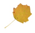 Autumn leaves of an aspen, undersurface