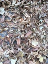 Autumn leaves on the asphalt. Autumn mood. Abstract natural texture. Royalty Free Stock Photo