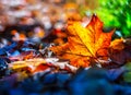 Autumn leaves in autumn colours and lights Royalty Free Stock Photo