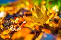 Autumn leaves in autumn colours and lights Royalty Free Stock Photo