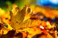 Autumn leaves in autumn colours and lights Royalty Free Stock Photo
