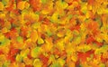 Autumn leaves background