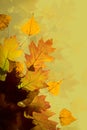 Autumn leaves background