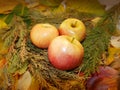 Autumn leaves background apples. Cozy fall food decoration.