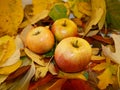 Autumn leaves background apples. Cozy fall food decoration.