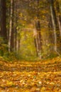 Autumn leaves background. Autumn forest leafs backdrop