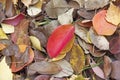 Autumn leaves background