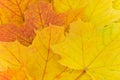 Autumn leaves background.a close up shot Royalty Free Stock Photo