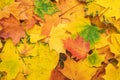 Colorful autumn leaves. fall season concept background Royalty Free Stock Photo