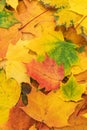 Colorful autumn leaves. fall season concept background Royalty Free Stock Photo