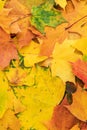 Colorful autumn leaves. fall season concept background Royalty Free Stock Photo