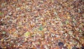 Autumn leaves background