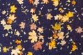 autumn leaves background. Fallen leaves in autumn on the asphalt. Background of autumn leaves.