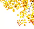 Autumn leaves background in gold and red