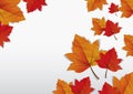 Autumn leaves background graphic vector