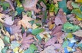 Autumn Leaves Royalty Free Stock Photo