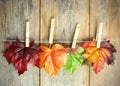 Autumn leaves background Royalty Free Stock Photo