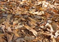 Autumn leaves background. Lot of dry fallen foliage