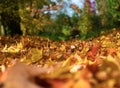 Autumn leaves background Royalty Free Stock Photo