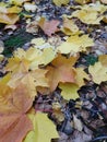 Autumn leaves background, red and yellow large maple leaves close up, Acer platanoides, natural seasonal background, fall Royalty Free Stock Photo