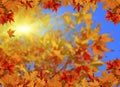 Autumn leaves background sun beams space your text Royalty Free Stock Photo