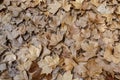 Autumn leaves background texture. Maple Leaf Type Royalty Free Stock Photo