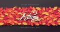 Autumn leaves background. Royalty Free Stock Photo