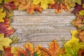 Autumn leaves in the background Royalty Free Stock Photo