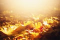 Autumn leaves background. Yellow maple leaf over blurred texture with copy space. Concept of fall season. Golden autumn card Royalty Free Stock Photo