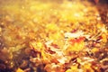 Autumn leaves background. Yellow maple leaf over blurred texture with sunlight, sunny bokeh, copy space. Concept of fall season. Royalty Free Stock Photo